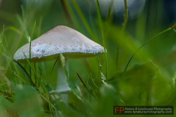 fotografare funghi