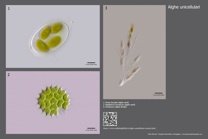 alghe unicellulari 1