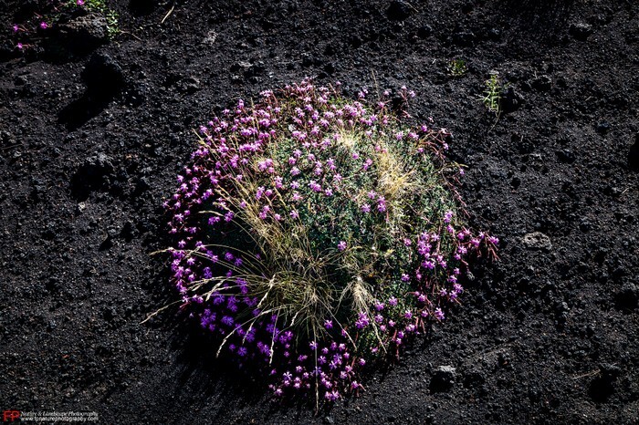 saponaria