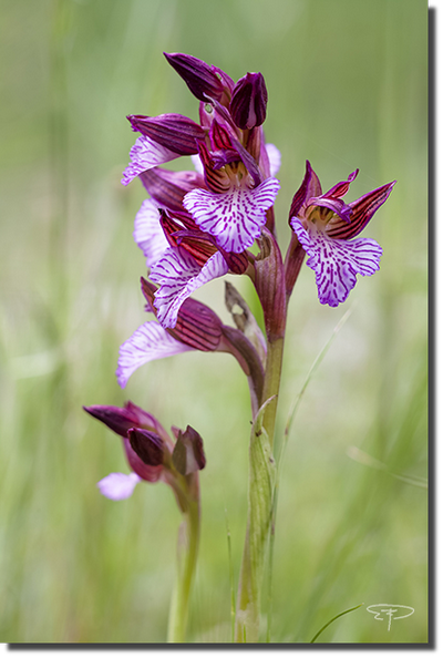 foto anacamptis papilionacea
