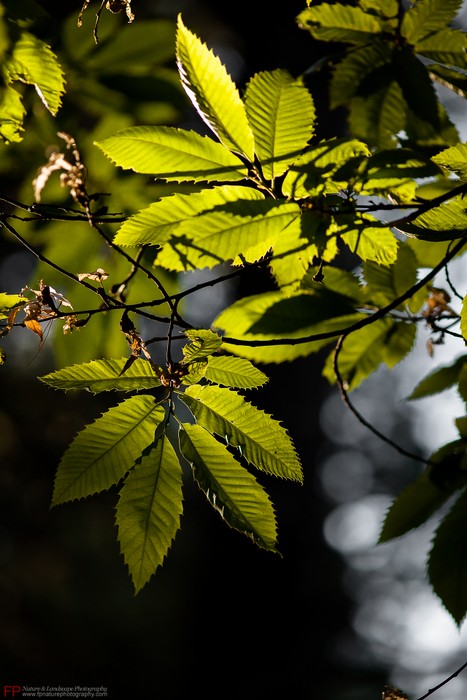 foglie di castagno