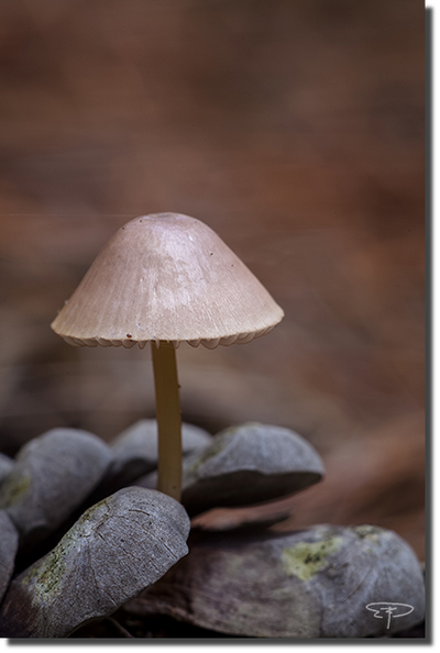 foto mycenaseynii