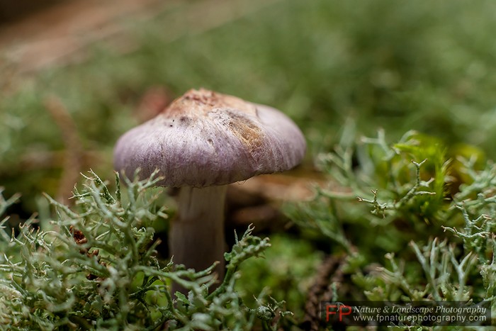 fotografare funghi