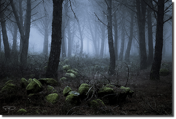 foto bosco delle fate