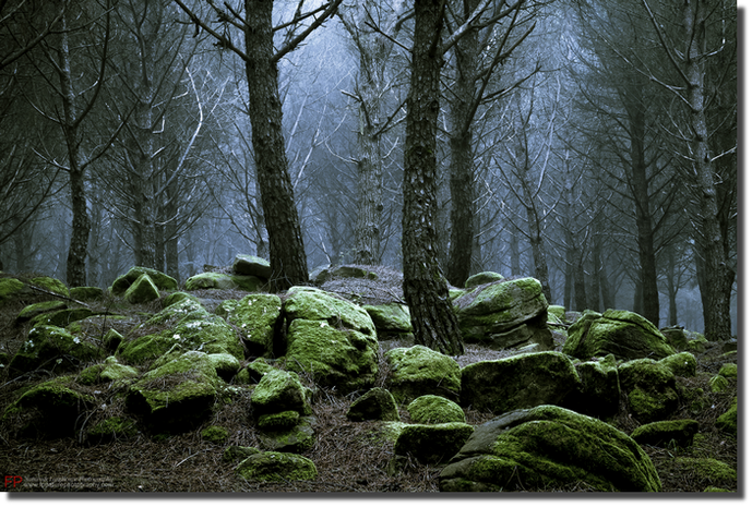 foto mostra boschi muschio sui basalti