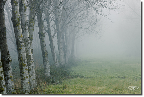 foto bosco pioppeto