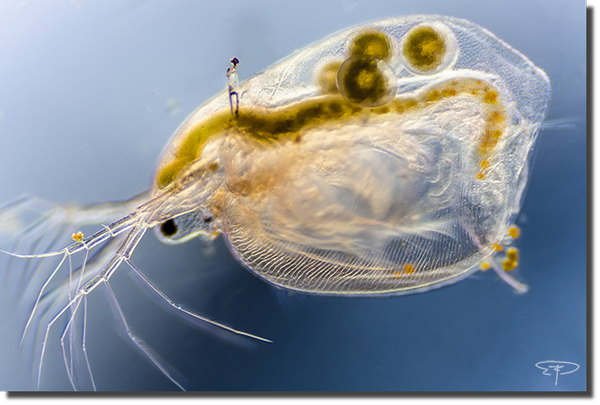 foto simocephalus vetulus