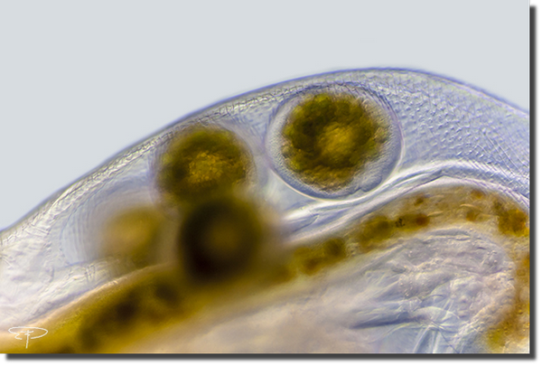 foto simocephalus vetulus