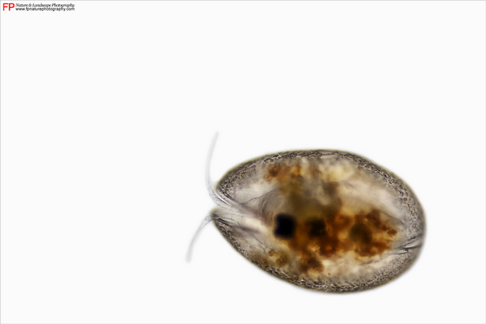 ostracode