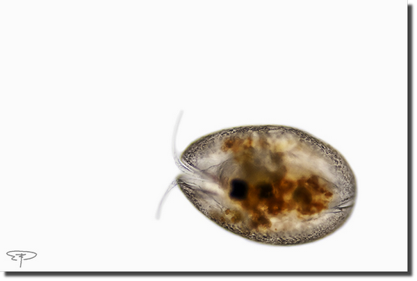 foto ostracode