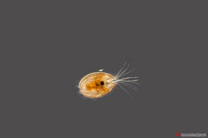 ostracode