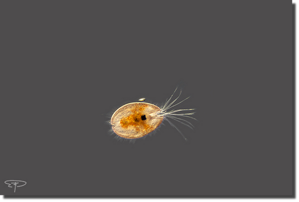 foto ostracode