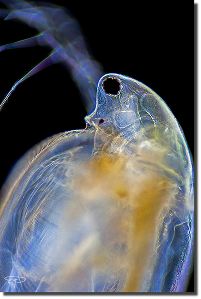foto simocephalus vetulus