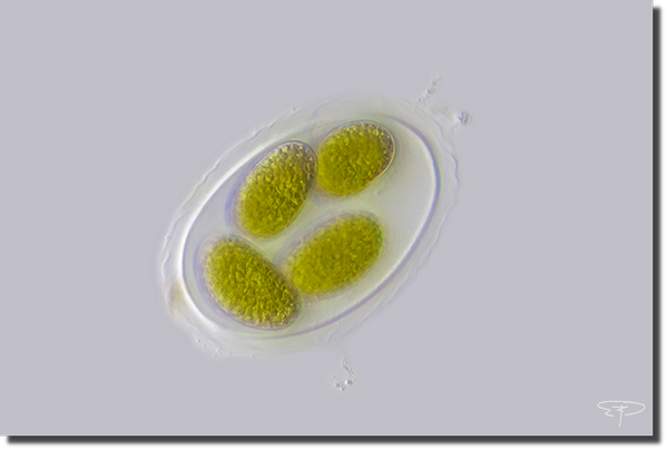 foto alghe unicellulari