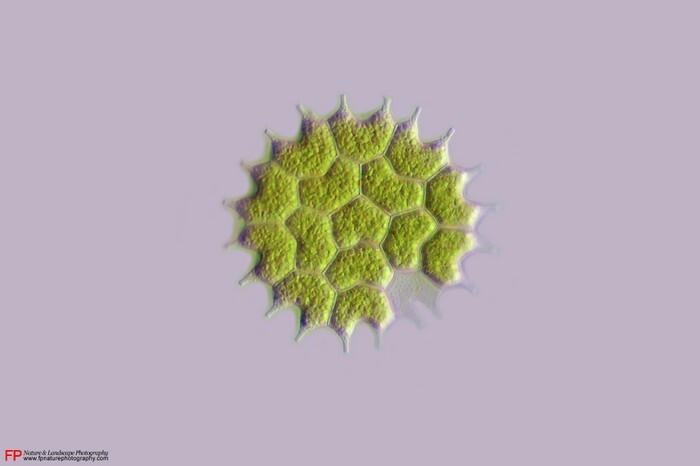 pediastrum
