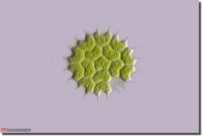 foto alghe unicellulari