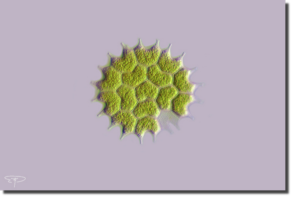 foto alghe unicellulari