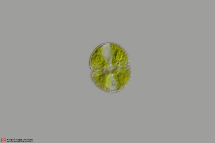 cosmarium