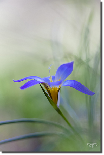 foto romulea bulbocodium