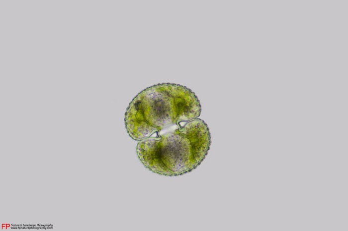 cosmarium
