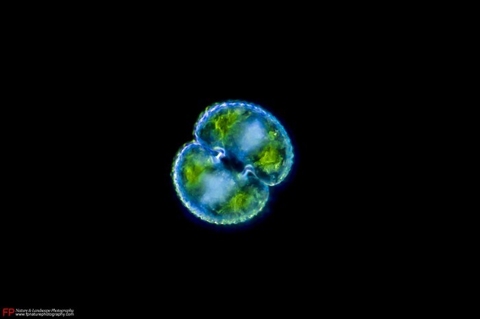 cosmarium
