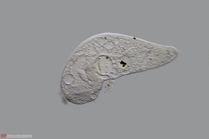 ciliato