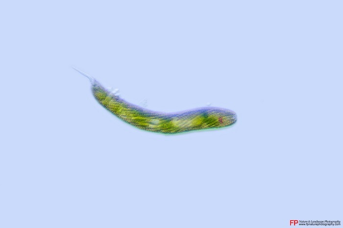 euglena