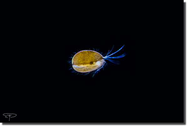 foto ostracode