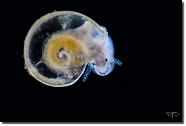 foto chiocciolina d'acqua dolce