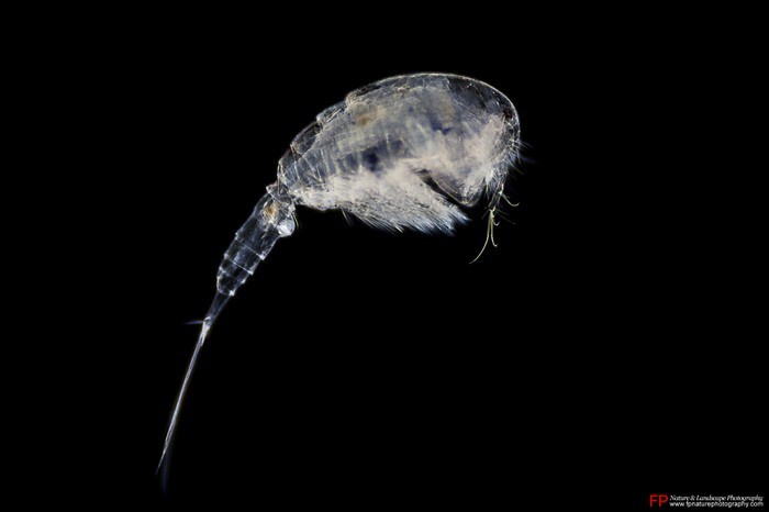 copepode visto di fianco