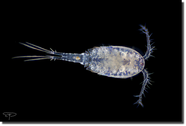 foto copepode