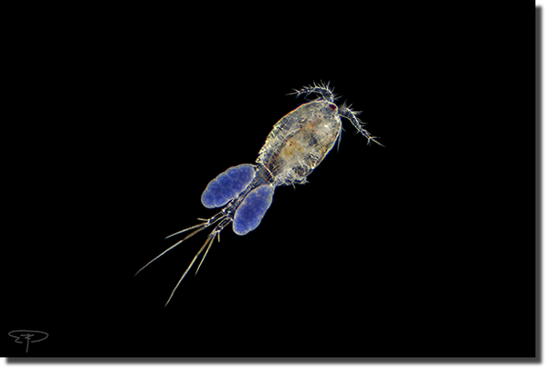 foto copepode con uova