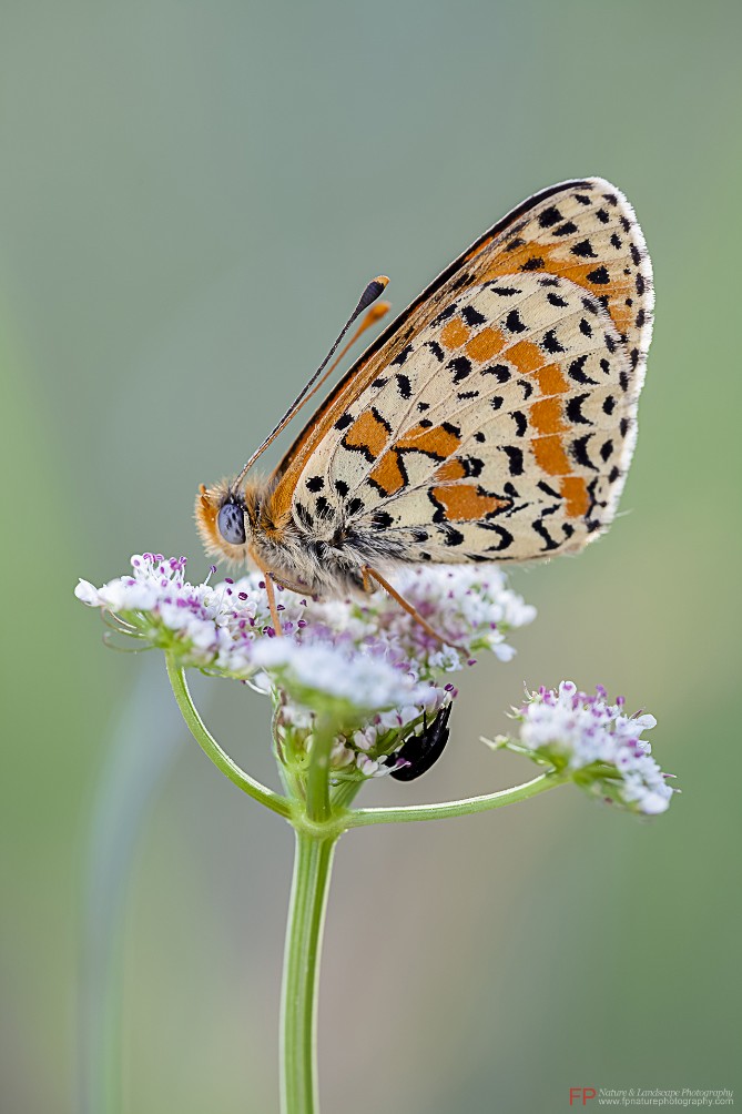 farfalla con samyang 100 mm macro