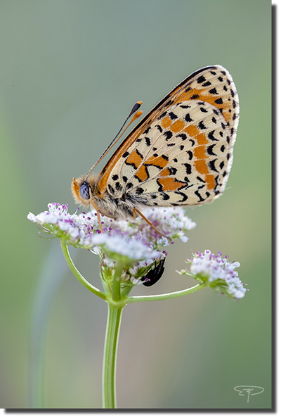 foto melitaea didyma