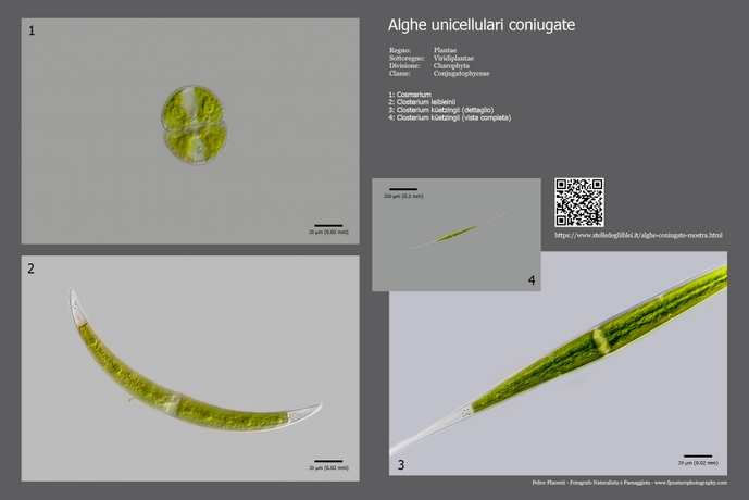 alghe unicellulari 2
