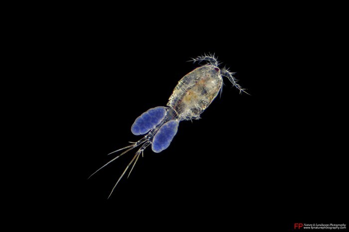 copepode con uova