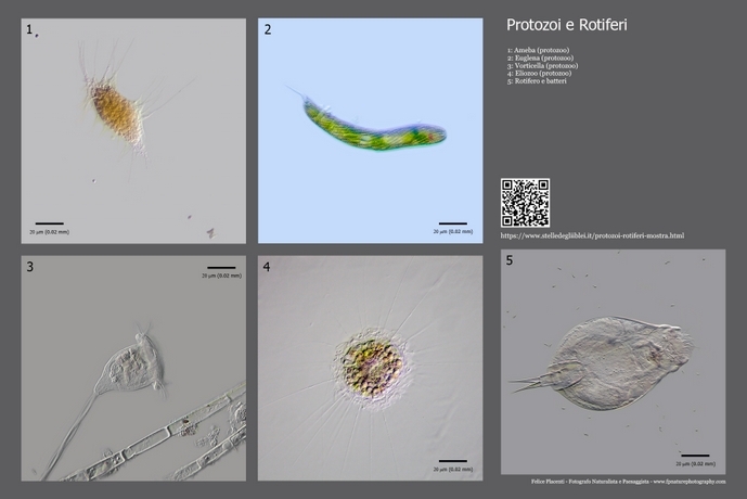 protozoi