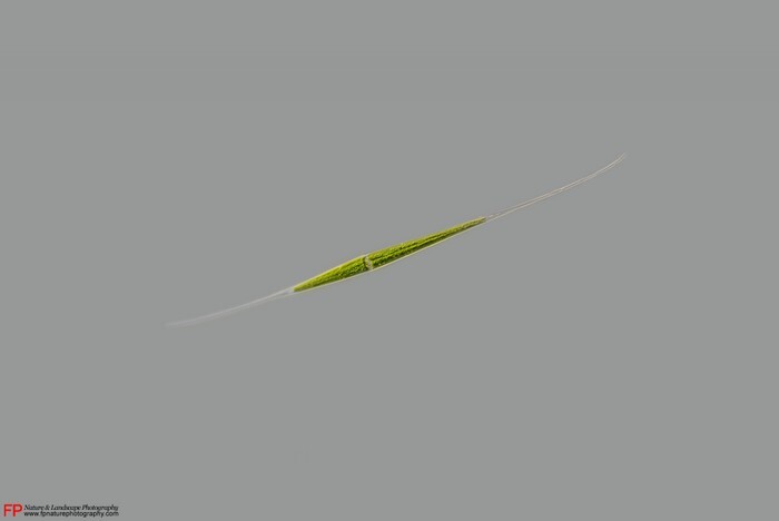 closterium