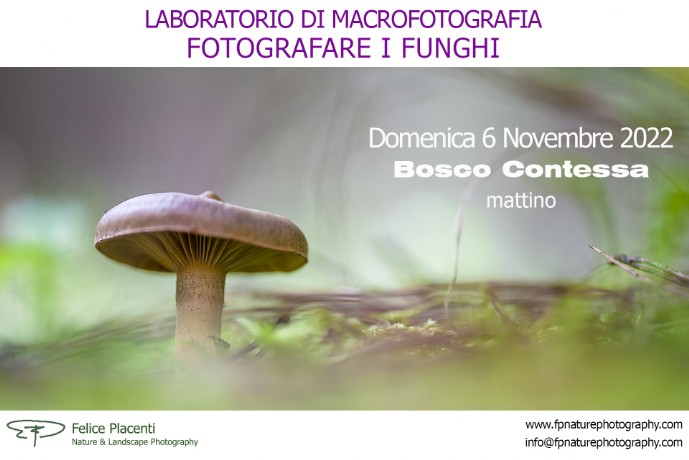 laboratori di macrofotografia funghi