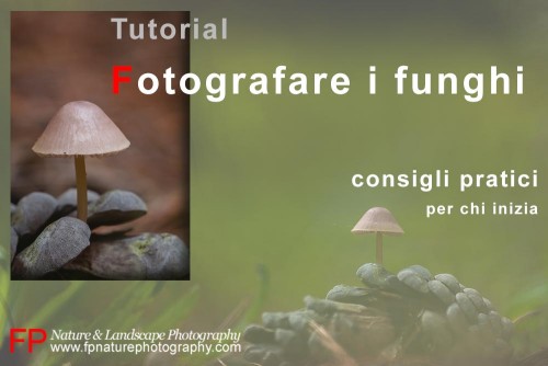 tutorial fotografare funghi